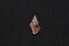 Phycothais reticulata