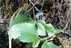Cercocarpus macrophyllus