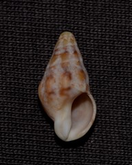 Cominella eburnea