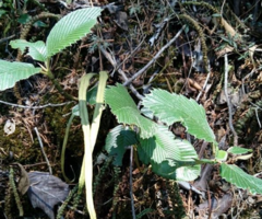 Cercocarpus macrophyllus