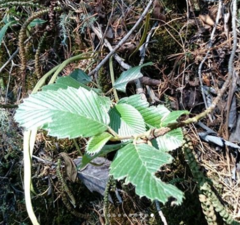 Cercocarpus macrophyllus