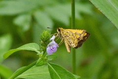 Taractrocera ceramas