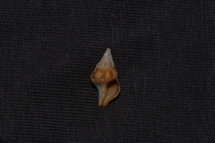 Nodopelagia brazieri