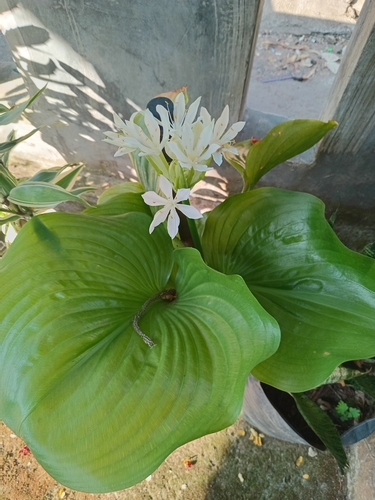 Proiphys amboinensis observed 2025-07-20