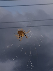 Araneidae