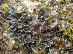 Scytinium kauaiense