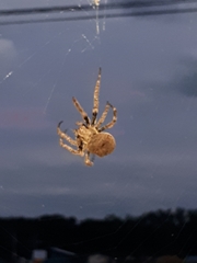 Araneidae