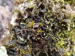 Leptogium coralloideum