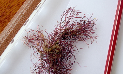 Landlady's Wig (Ahnfeltia plicata)