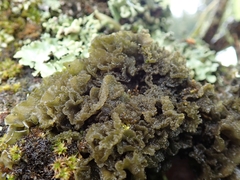 Leptogium coralloideum