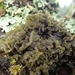 Leptogium coralloideum - Photo (c) Melissa Hutchison,  זכויות יוצרים חלקיות (CC BY-NC-ND), הועלה על ידי Melissa Hutchison