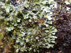 Phaeophyscia hispidula