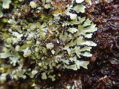 Phaeophyscia hispidula