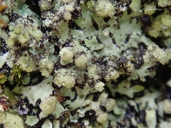 Phaeophyscia hispidula
