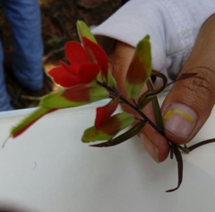 Castilleja integrifolia