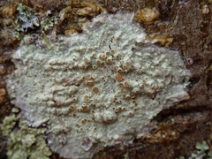 Lecanora achroa