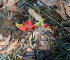 Castilleja integrifolia