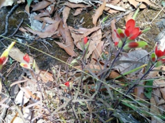 Castilleja integrifolia