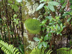 Phaeophyscia hispidula