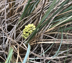 Lomandra collina