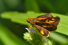 Potanthus pseudomaesa