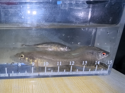 Amur bitterling (Rhodeus sericeus) — Cyprinidae