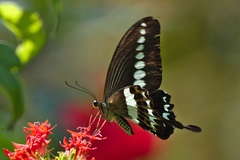 Papilio liomedon