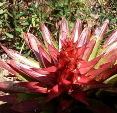 Alcantarea imperialis