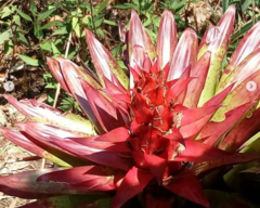 Alcantarea imperialis