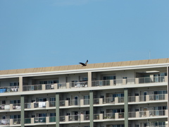 Milvus migrans lineatus