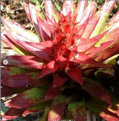 Alcantarea imperialis