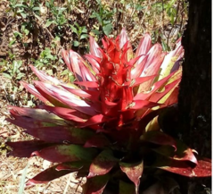Alcantarea imperialis