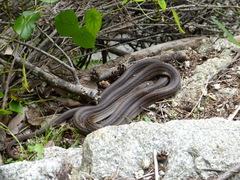 Elaphe quadrivirgata