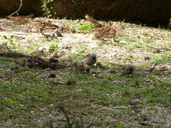 Passer montanus