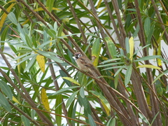 Passer montanus