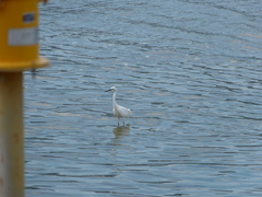 Egretta garzetta