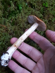Cortinarius polymorphus