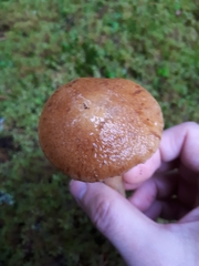 Cortinarius polymorphus