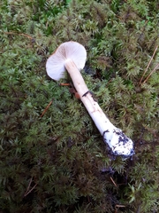 Cortinarius polymorphus