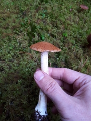 Cortinarius polymorphus
