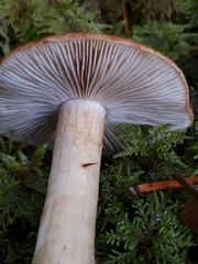 Cortinarius polymorphus