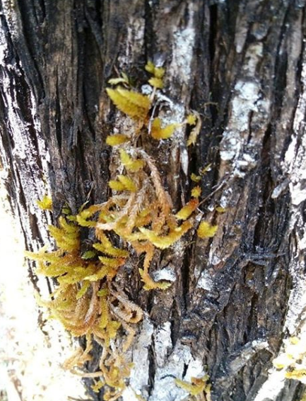 Pilotrichella