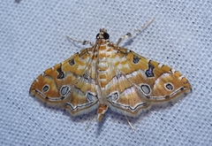Ommatospila narcaeusalis