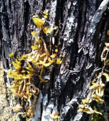 Pilotrichella flexilis