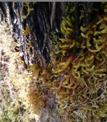 Pilotrichella flexilis