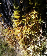 Pilotrichella flexilis