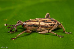 Rhabdoscelus lineaticollis