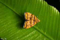 Choreutis amethystodes