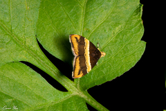 Choreutis basalis