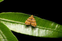 Choreutis amethystodes
